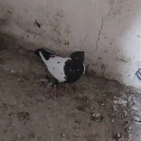 کفتر دورنگ|پرنده|قزوین, |دیوار