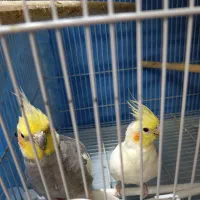 جفت عروس مولدباجوجه