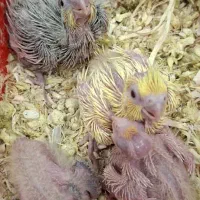 جوجه عروس هلندی سرلاکی