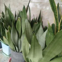 گل طبیعی|گل و گیاه طبیعی|خمام, |دیوار