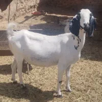 بز پاکستانی