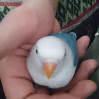 پرنده کوتوله|پرنده|اردکان, |دیوار