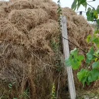 علوفه مخلوط بایونجه