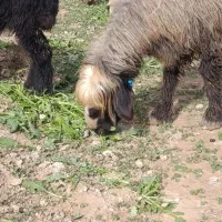 میش روزگاری|حیوانات مزرعه|گتوند, |دیوار