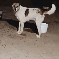 سگ گله|سگ|آبکوه, |دیوار