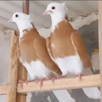 کبوتر گمشده قلمکار و کلدار