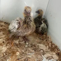 جوجه کبوتر جیر جیر