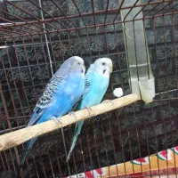 مرغ عشق|پرنده|تاکستان, |دیوار