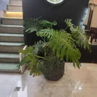 گل برگ انجیری