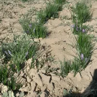 زعفران سرگل ممتاز|خوردنی و آشامیدنی|سرایان, |دیوار