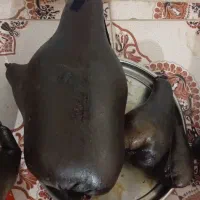 هیزه نو|ظروف نگهدارنده، پلاستیکی، یکبارمصرف|نورآباد, |دیوار