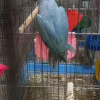طوطی ملنگو،گرینچیک