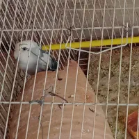 عروس و کوتوله