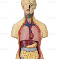 تدریس خصوصی آناتومی