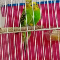 یه جفت مرغ عشق مولد  معاوضه با کفتر