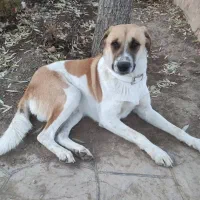 پیشه و مهارت