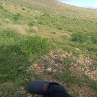 مرتع برای چرای دام