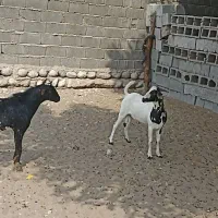 کهر|حیوانات مزرعه|بندرعباس, |دیوار