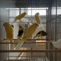 ماده رسمی|پرنده|قم, زاد|دیوار