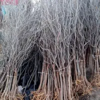 خدمات نهال|گل و گیاه طبیعی|شیراز, باغ تخت|دیوار