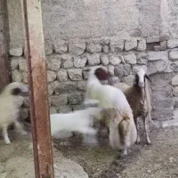 فروش شیشک قوچ سنجابی|حیوانات مزرعه|آبدانان, |دیوار