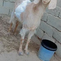 بز.|حیوانات مزرعه|زابل, |دیوار