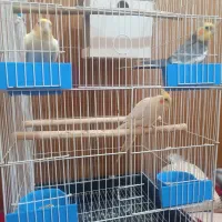 سه عدد عروس هلندی زیرقیمت