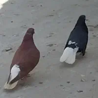 کبوتر زاغ و سرخ دم سفید