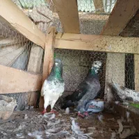 کبوتر|پرنده|کوچصفهان, |دیوار