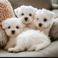 توله سگ جیبی عروسکی مالتیز شیتزو پودل|سگ|تهران, جنت‌آباد جنوبی|دیوار