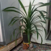 گل زیباوشاداب