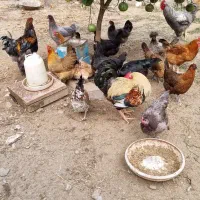 فروش مرغ و اردک روسی کمیاب و غاز نژاد اصیل لیندا