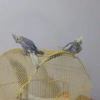 جوجه عروس هلندی دونخور دوماهه|پرنده|اصفهان, شاهد|دیوار