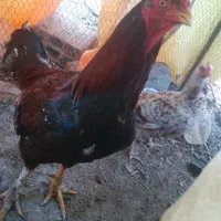 خروس لاری