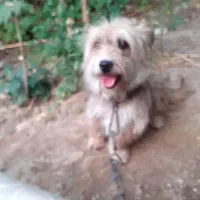 سگ پاکوتاه