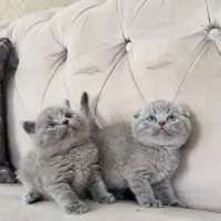 جذاب واصیل گربه های کوچولو
