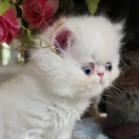 گربه پرشین سوپرفلت|گربه|کرمانشاه, |دیوار