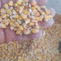 ذرت برزیل درجه یک