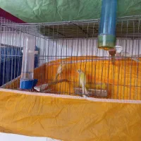 قناری ماده|پرنده|رودسر, |دیوار