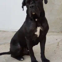 سگ کن کورسو اصیل|سگ|بوکان, |دیوار