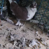 کفتربلژیکی|پرنده|تهران, جوانمردان (اندیشه)|دیوار