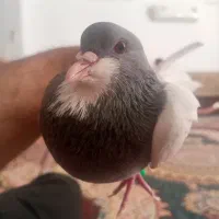 کبوتر