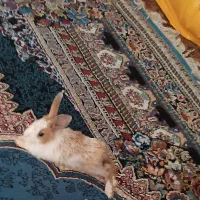 خرگوش