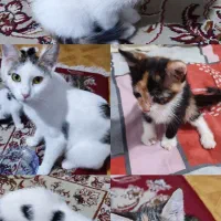 واگذاری سرپرستی توله گربه با مادر