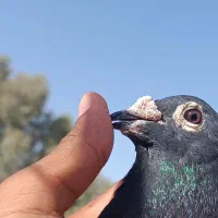 کفتر مجسمه|مجسمه، تندیس، ماکت|هامون, |دیوار