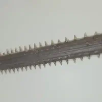 اره ماهی قدیمی|کلکسیون و سرگرمی|شهرکرد, |دیوار