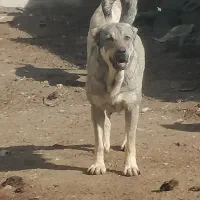 ماده پژدر ۳ساله|سگ|هشترود, |دیوار