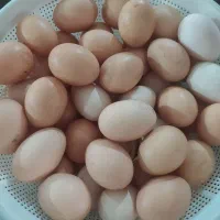 تخم مرغ تازه ،درشت وارگانیک