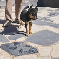 فروش یک قلاده سگ نژاد دار روتوایلر