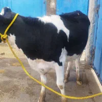 گاو گوساله تلیسه|حیوانات مزرعه|مرودشت, شهرک مهدیه|دیوار